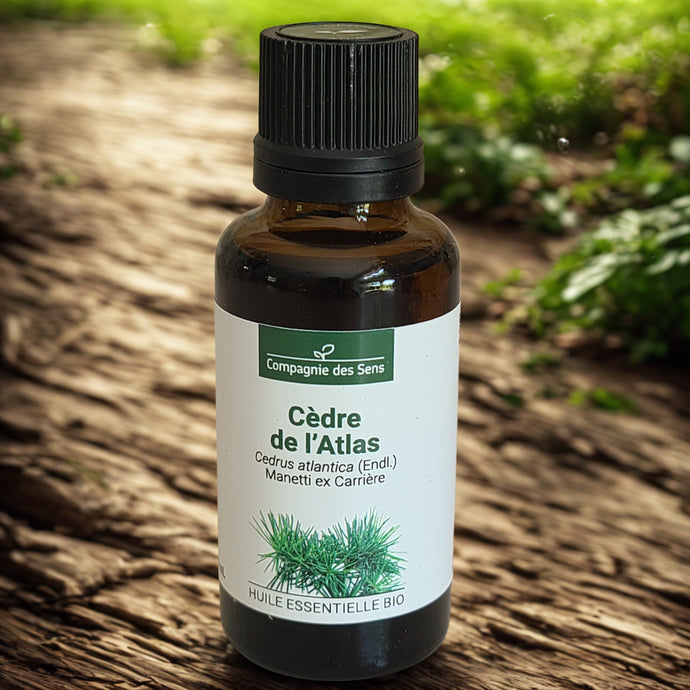 Huile essentielle biologique de Cèdre de l'Atlas - Petite Rainette