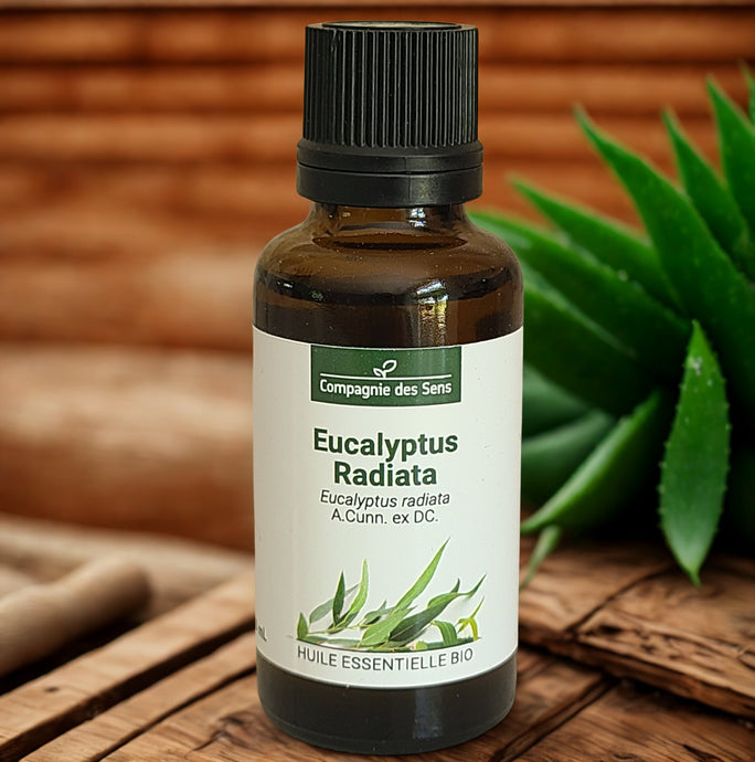 Huile essentielle biologique d'Eucalyptus Radié - Petite Rainette