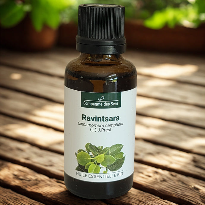 Huile essentielle de Ravintsara - Petite Rainette