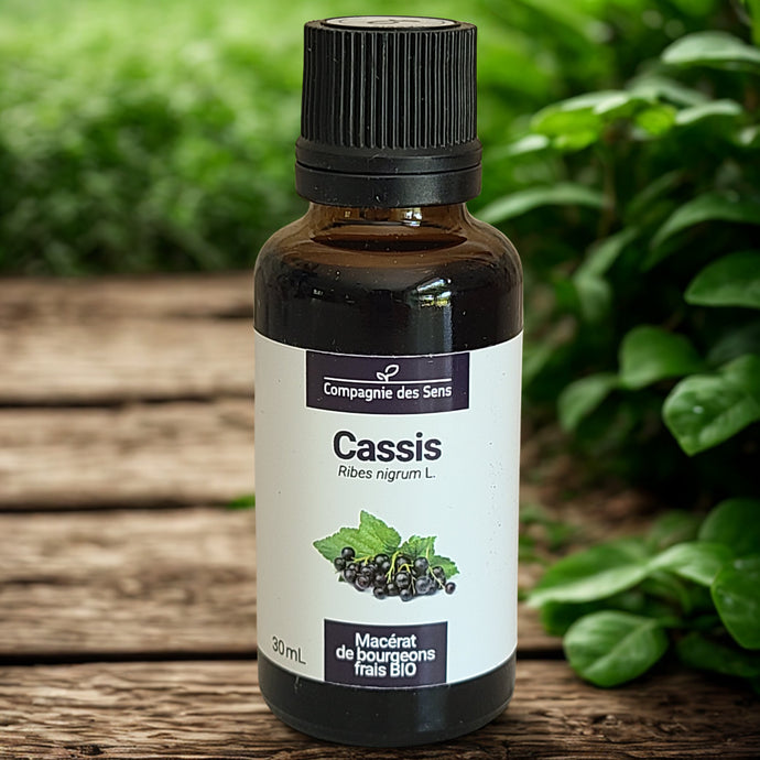 Macérat de bourgeons de Cassis biologiques - Petite Rainette