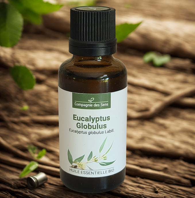 Huile essentielle biologique d'eucalyptus globuleux - Petite Rainette