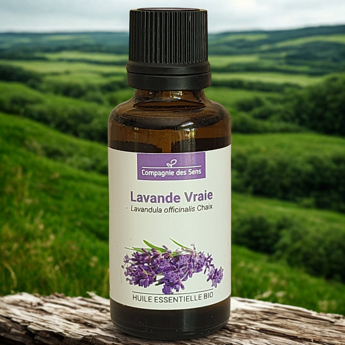 Huile essentielle de lavande vraie - Petite Rainette
